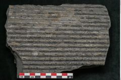 Foto (Detailansicht) von Sigillaria elongata Brongniart (NHMW-GEO-2024-0188-11051)